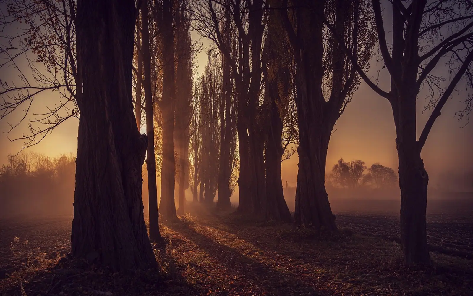 Forest, trees and sunlight